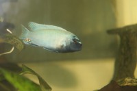 /album/fotogaljerjeja/polit-samets-2-jpg/